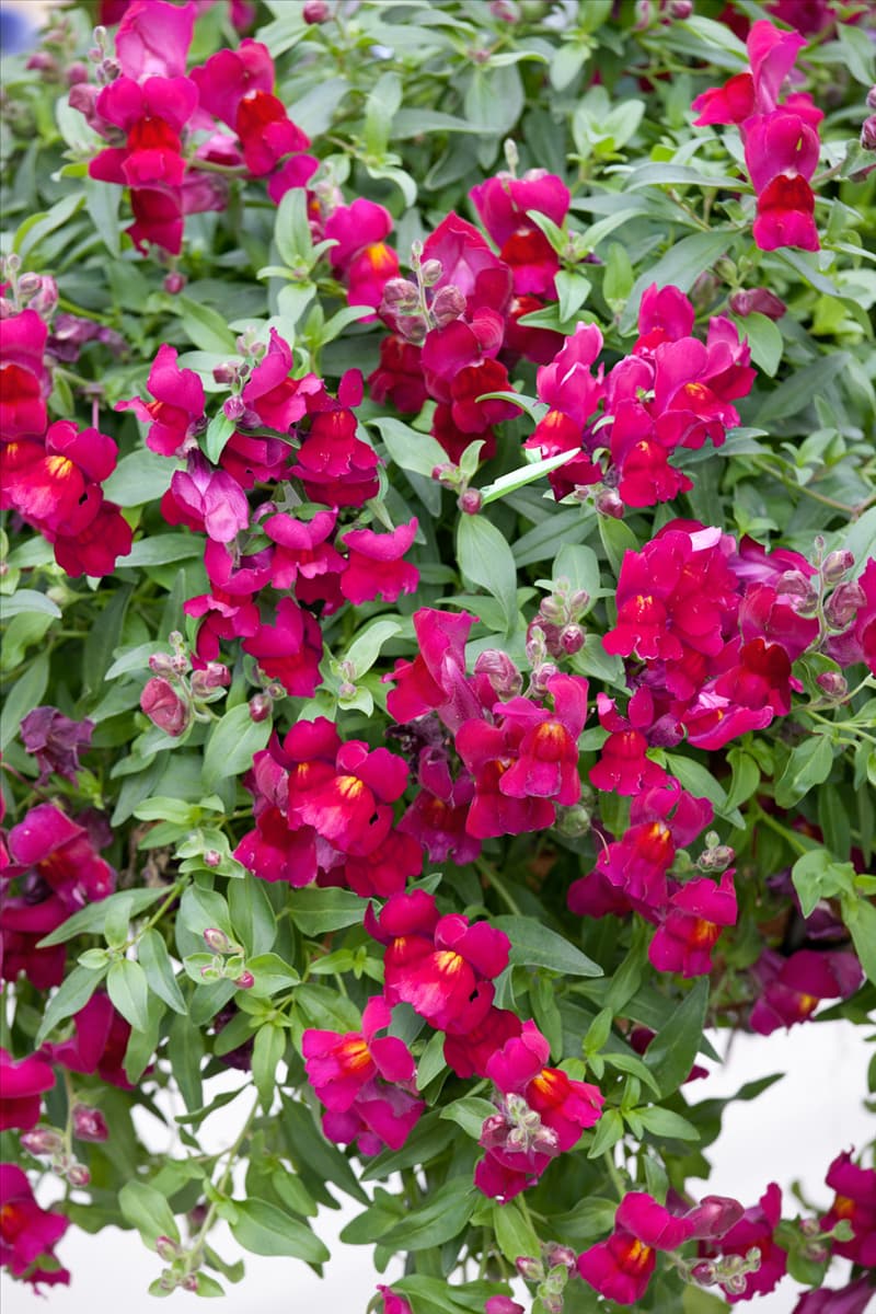 Antirrhinum Candy Showers Deep Purple