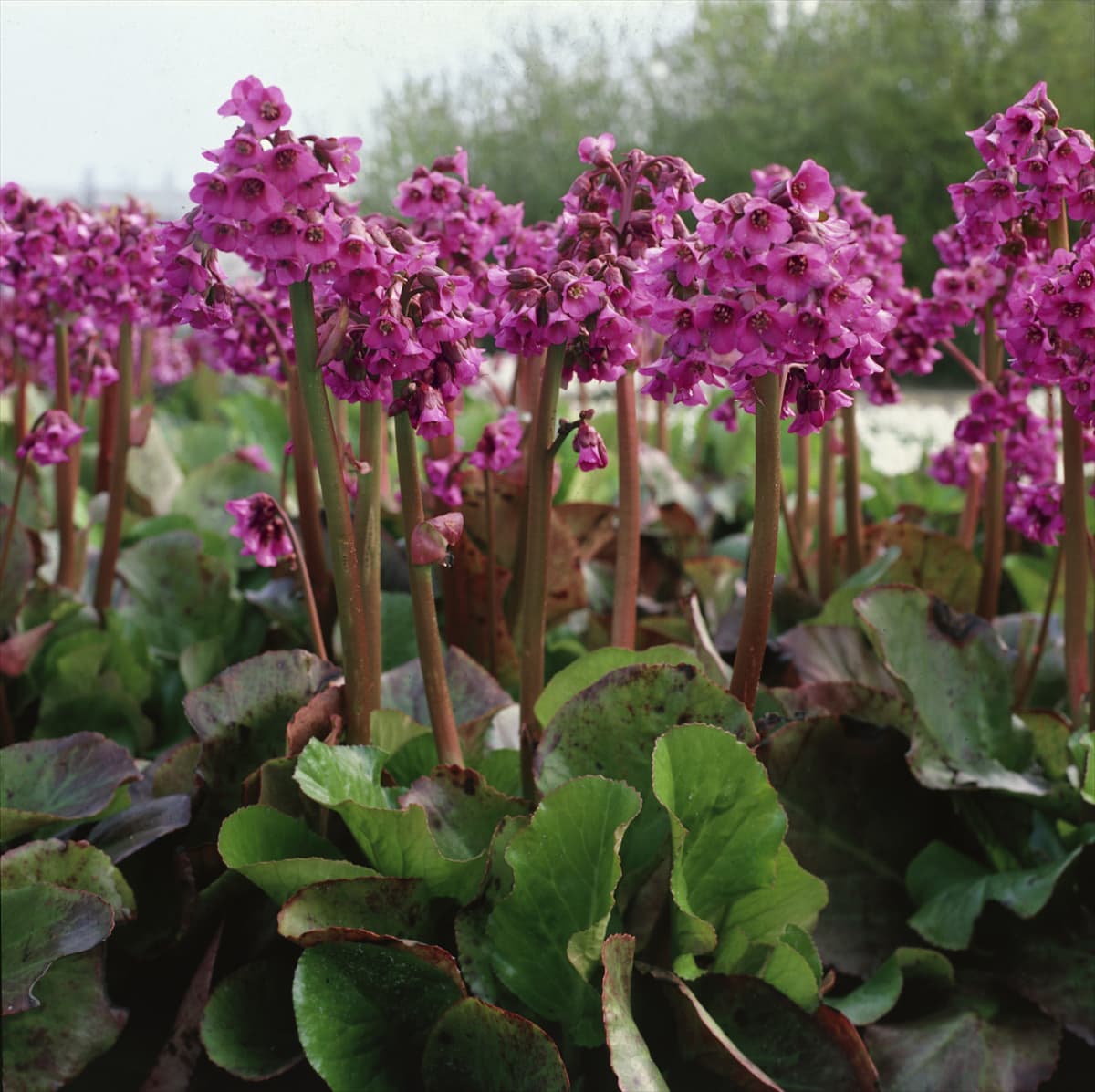 Bergenia cordifolia Morgenröte / Morning Red