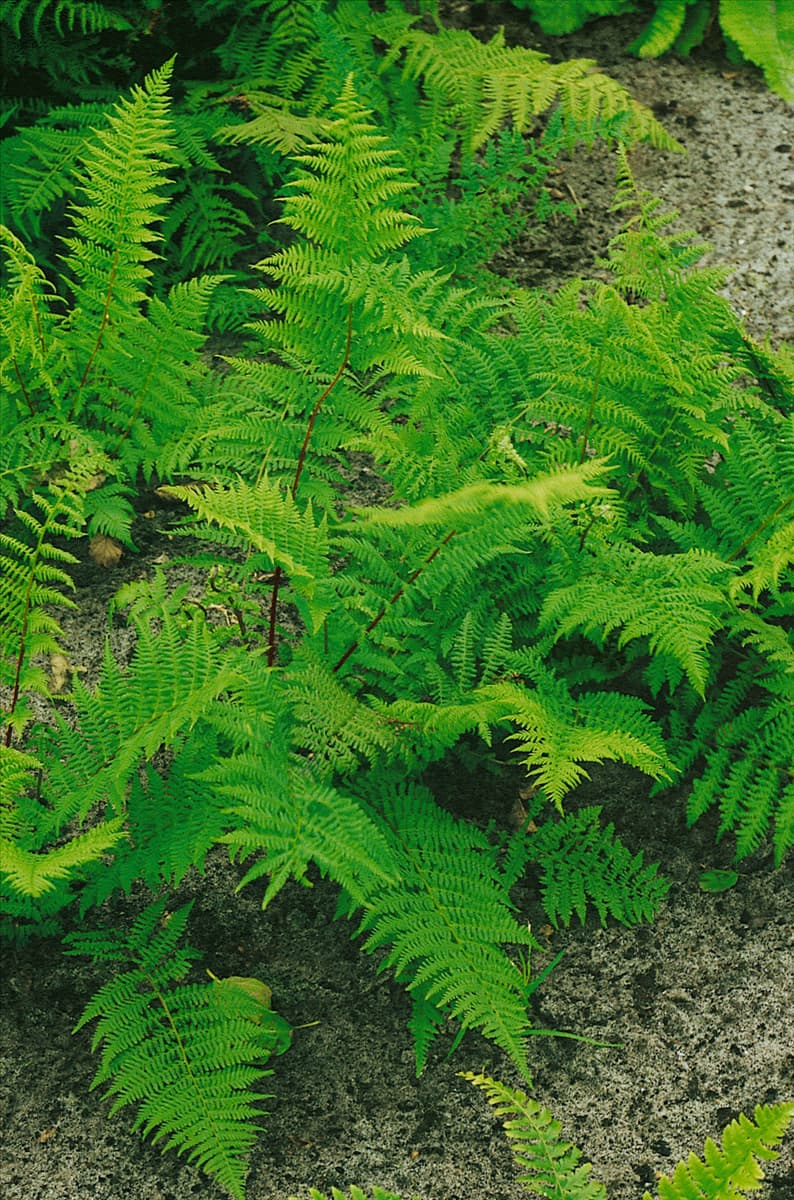 Athyrium filix-femina Rotstiel