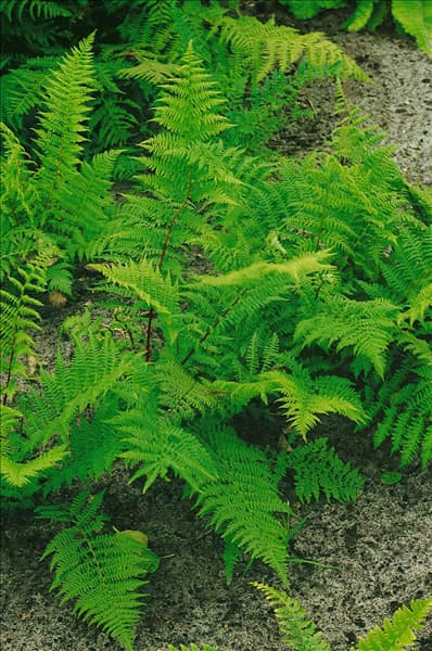Athyrium filix-femina 'Rotstiel'