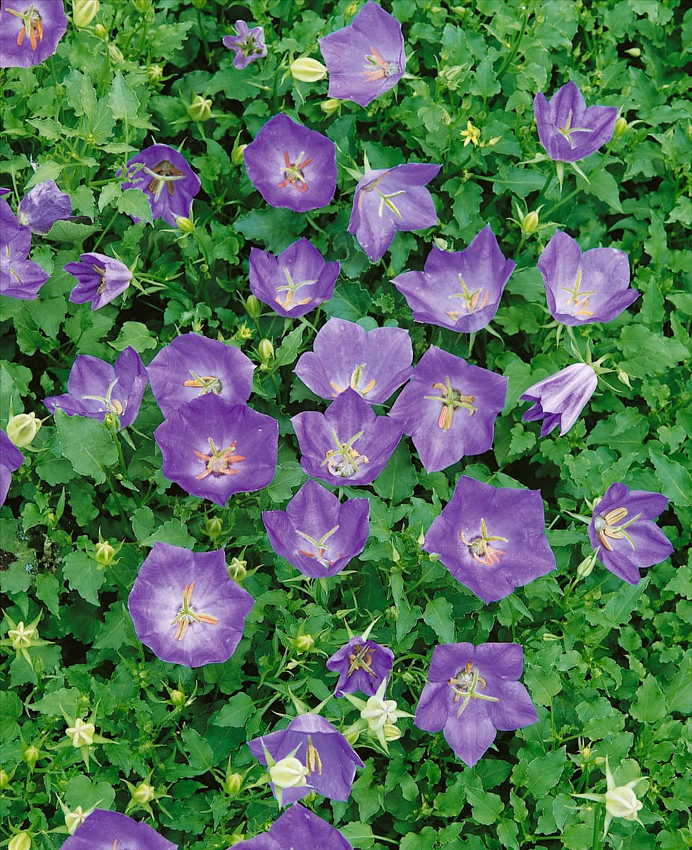Campanula carpatica Blue Clips (Blaue Clips)