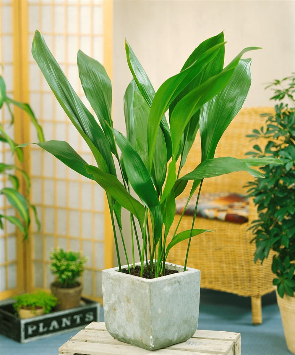 Aspidistra elatior