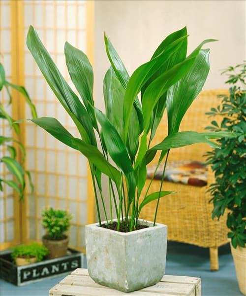 Aspidistra elatior