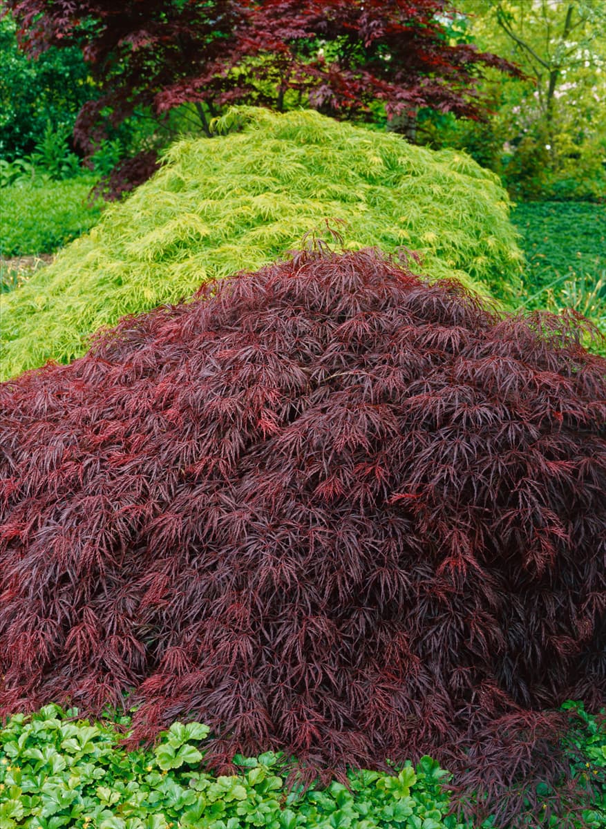 Acer palmatum Dissectum Crimson Queen