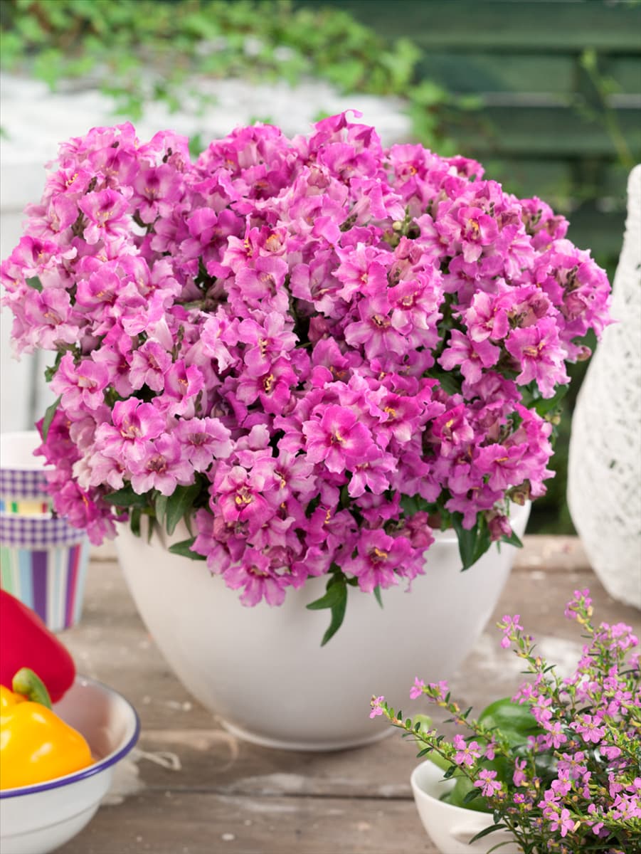 Antirrhinum majus pumilum Frosty Lavender Bells F1