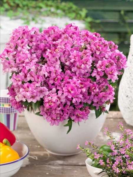 Antirrhinum majus pumilu