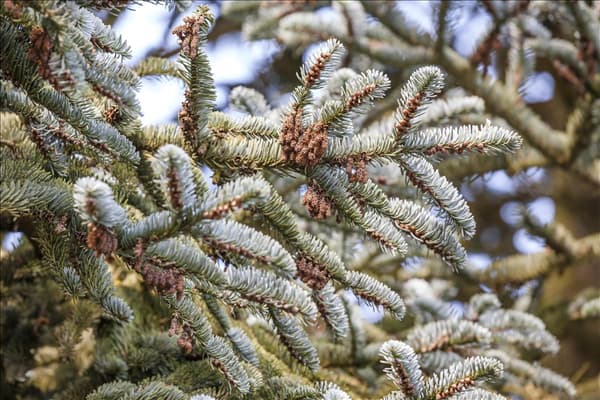 Abies koreana