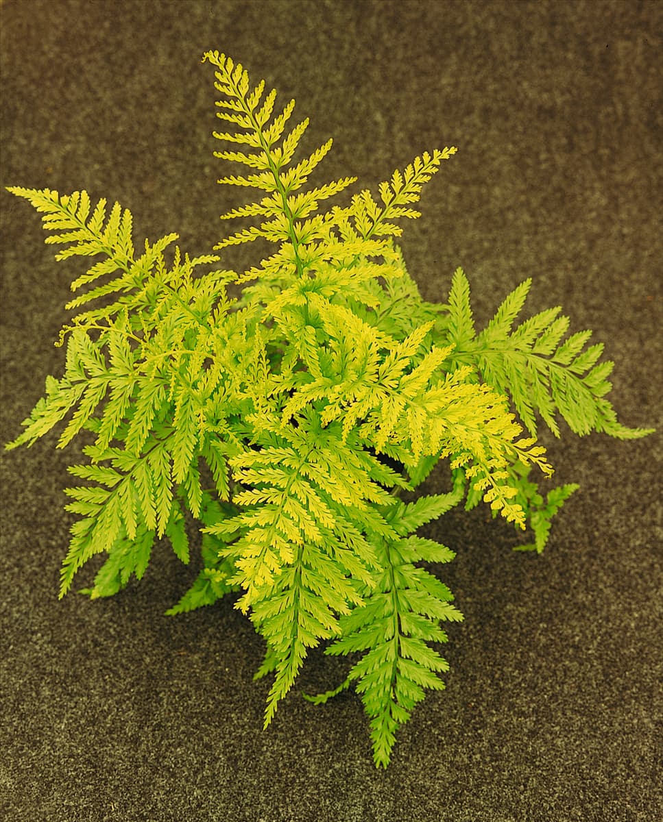 Asplenium bulbiferum Island Beauty