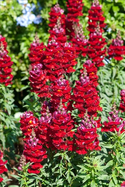 Antirrhinum majus 'Sonnet'