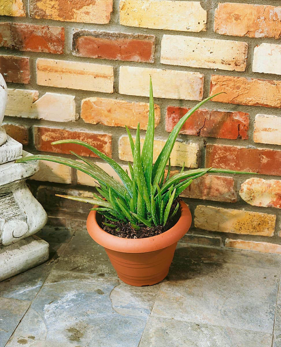 Aloe vera