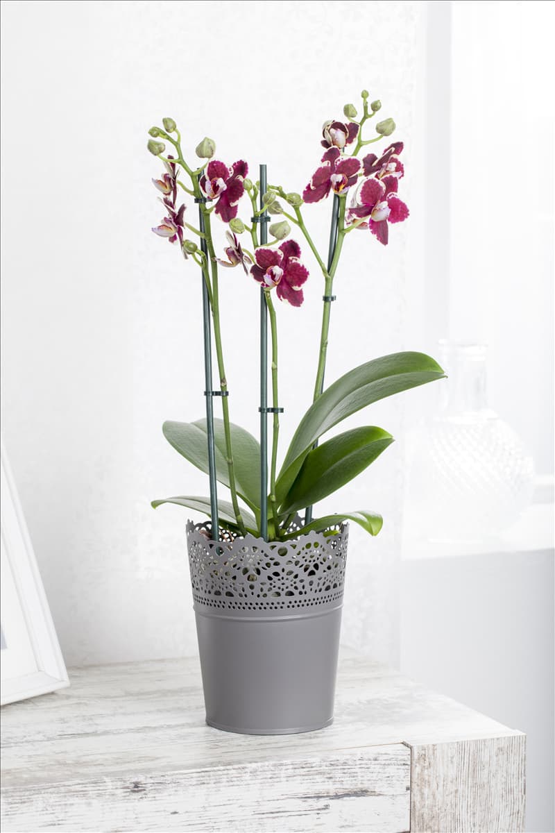 Phalaenopsis, lila