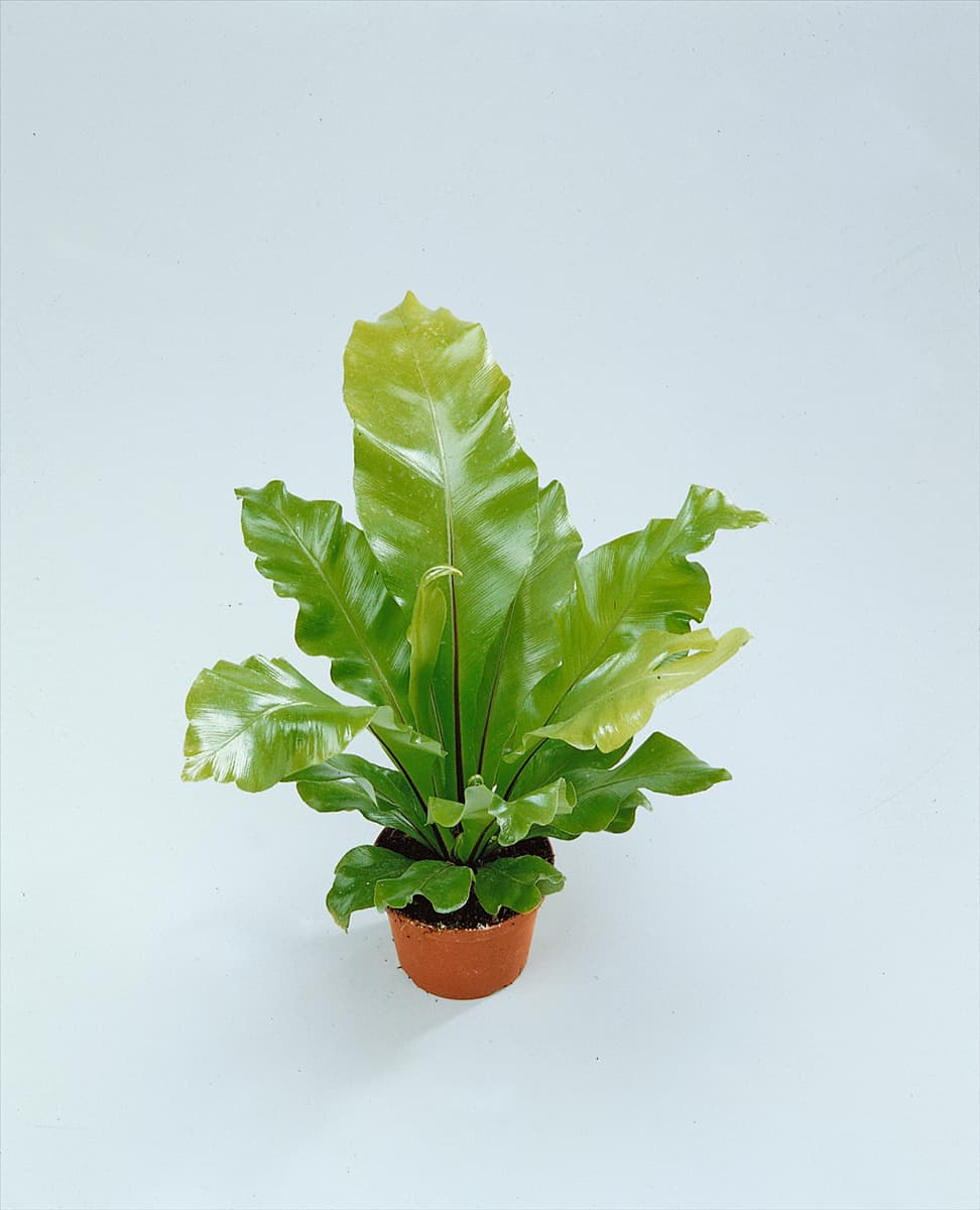 ASPLENIUM NIDUS