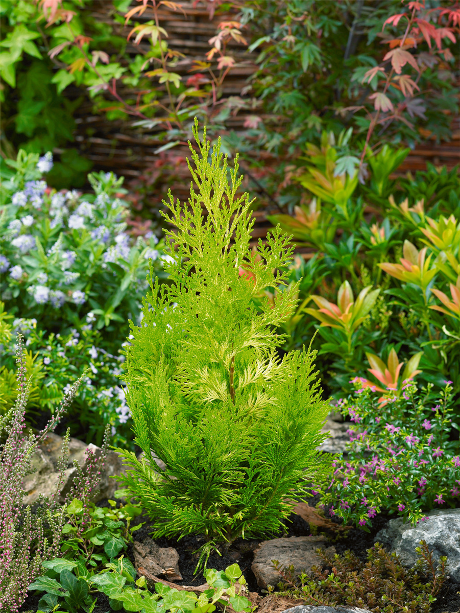 Chamaecyparis lawsoniana Ivonne