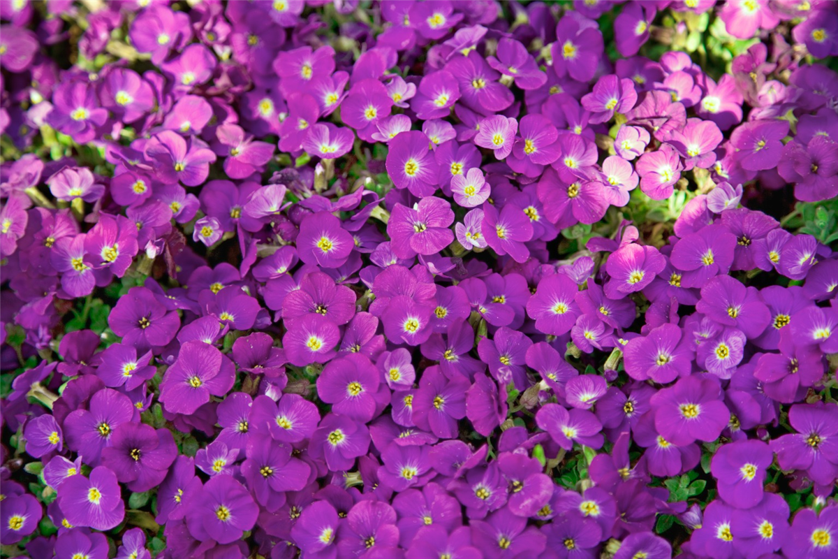 Aubrieta Kitte Blue
