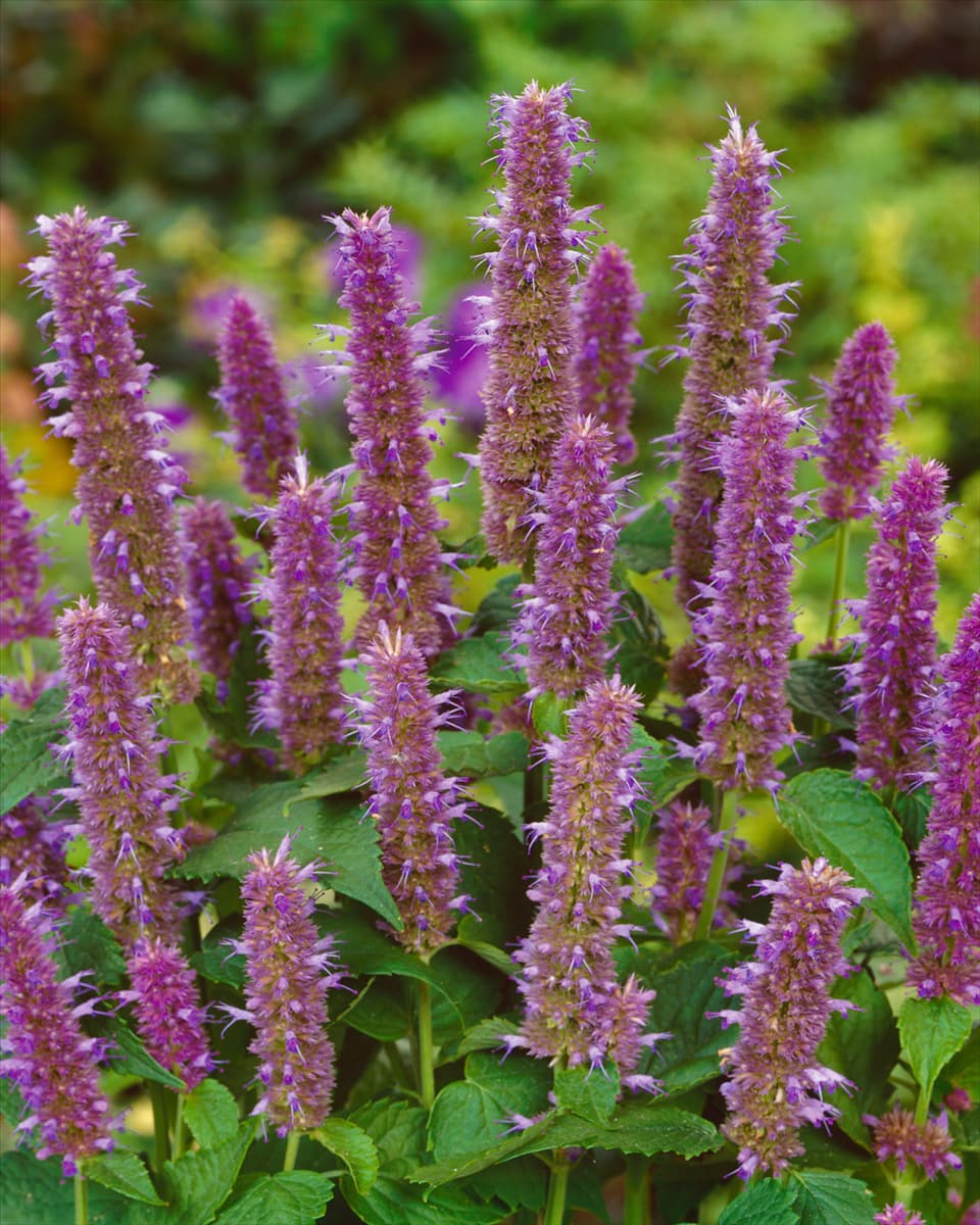 Agastache foeniculum Anis-Duftnessel