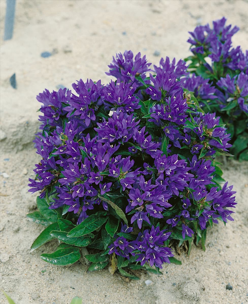 Campanula glomerata var. Acaulis