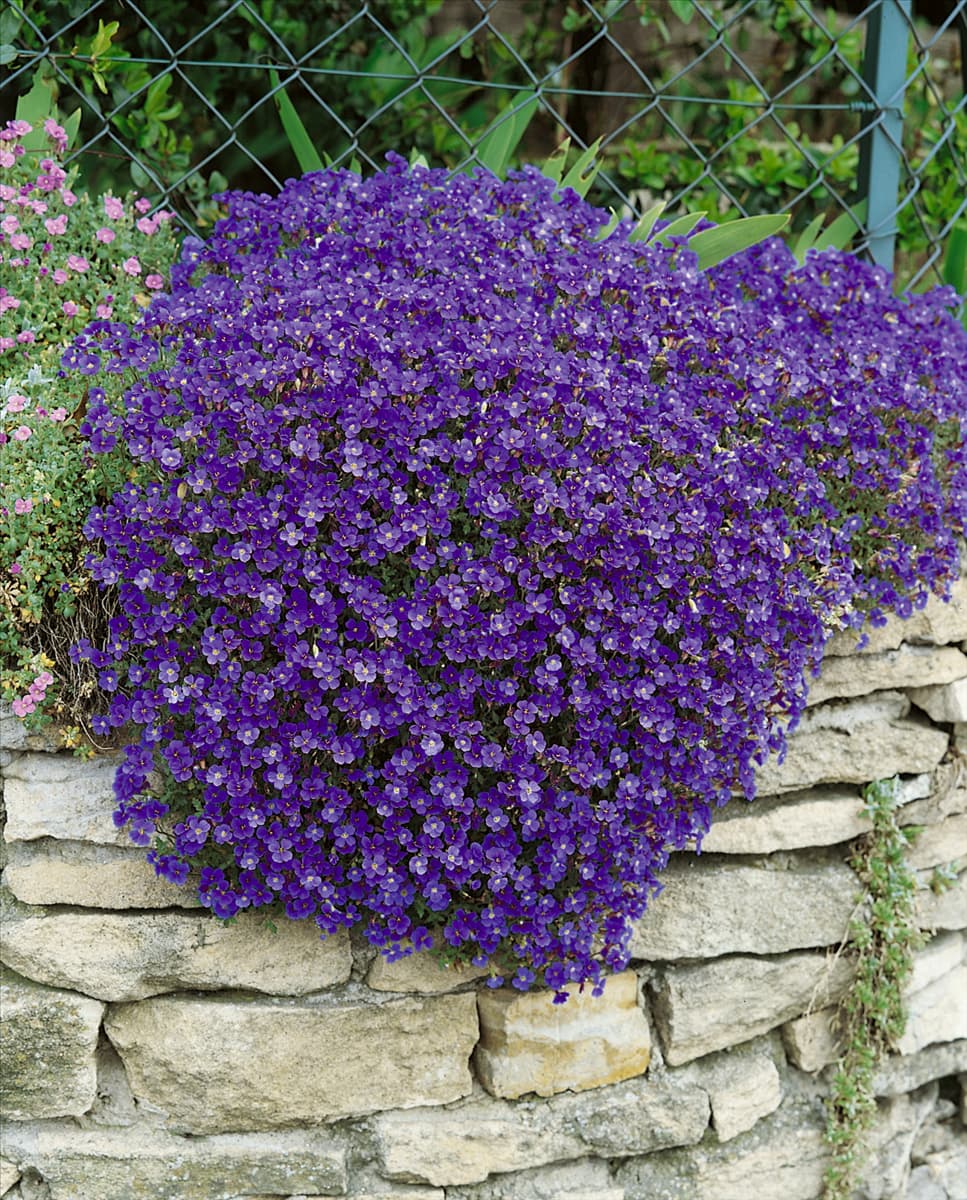 AUBRIETA CASCADE BLUE