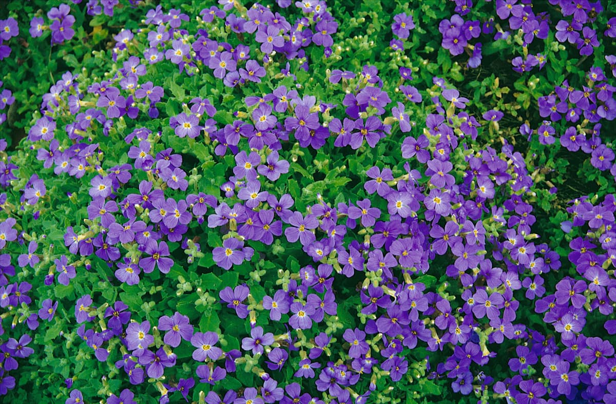 Aubrieta x cultorum Blue Emperor