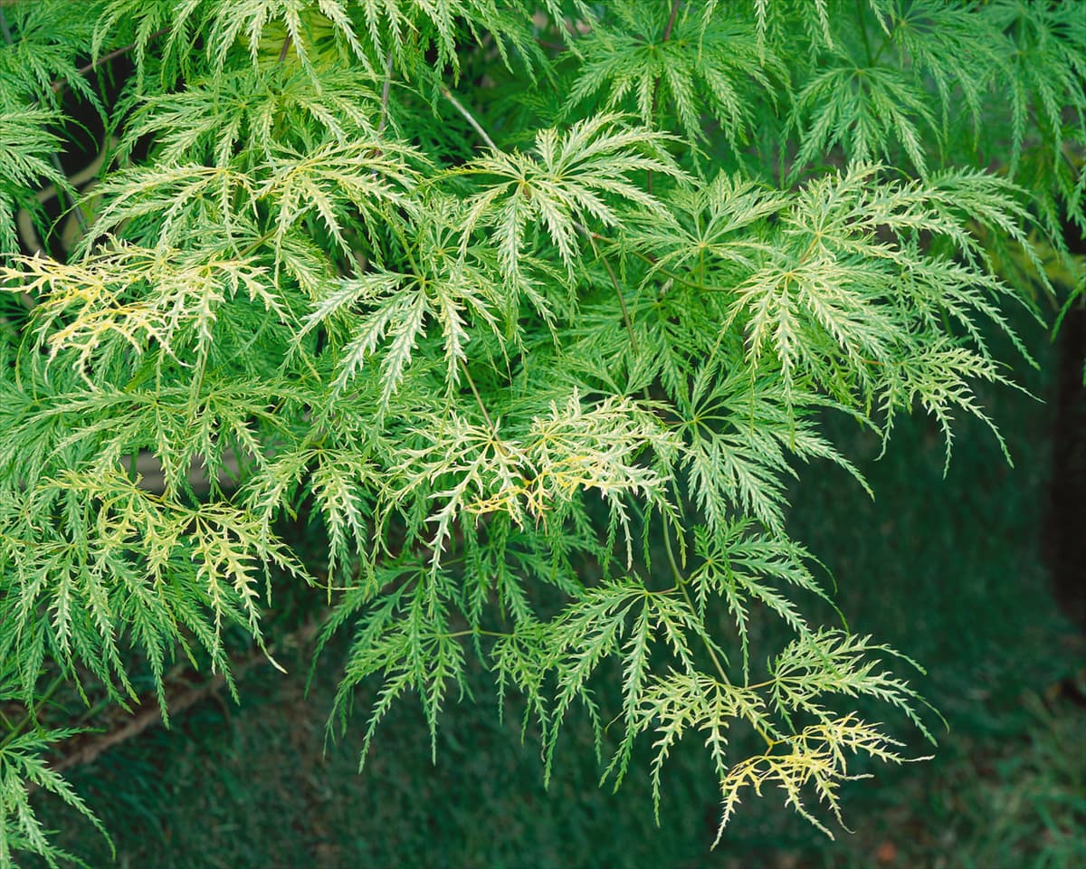 Acer palmatum Dissectum Filigree