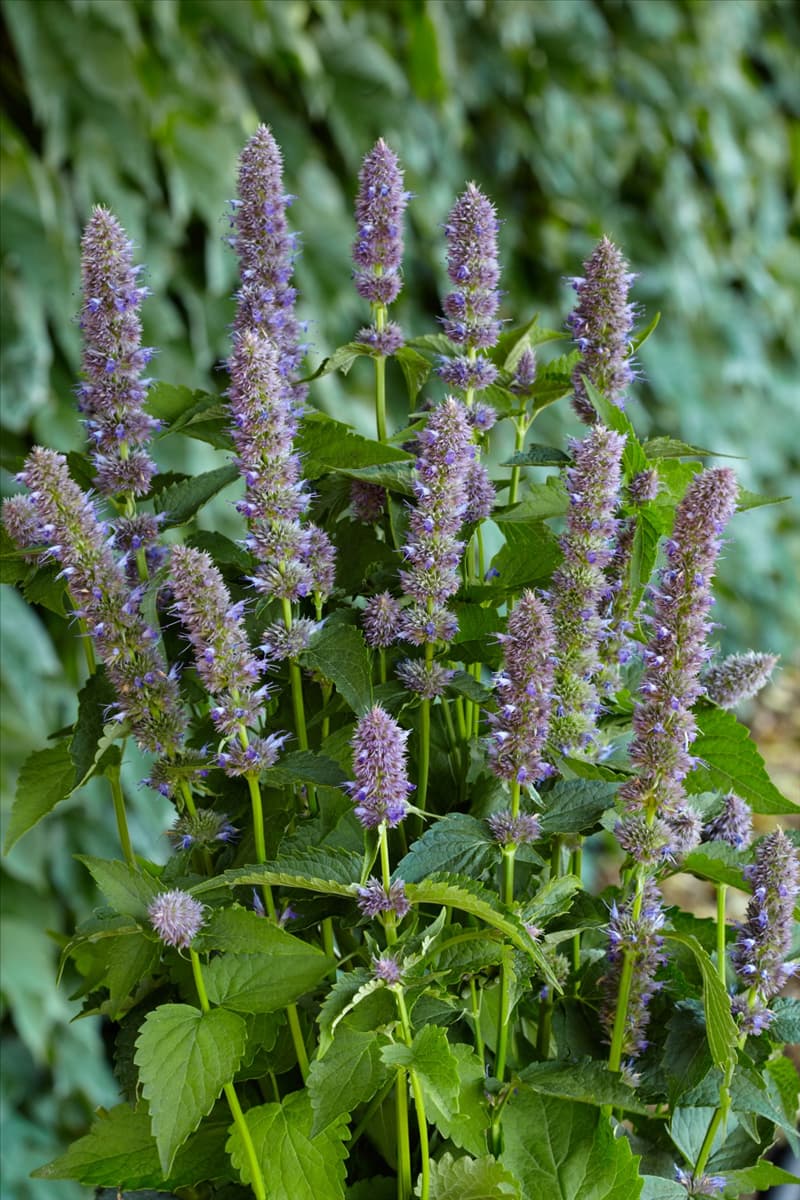 Agastache Blue Fortune