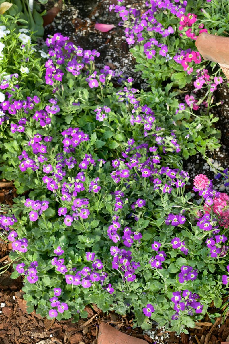Aubrieta x cultorum Royal Velvet