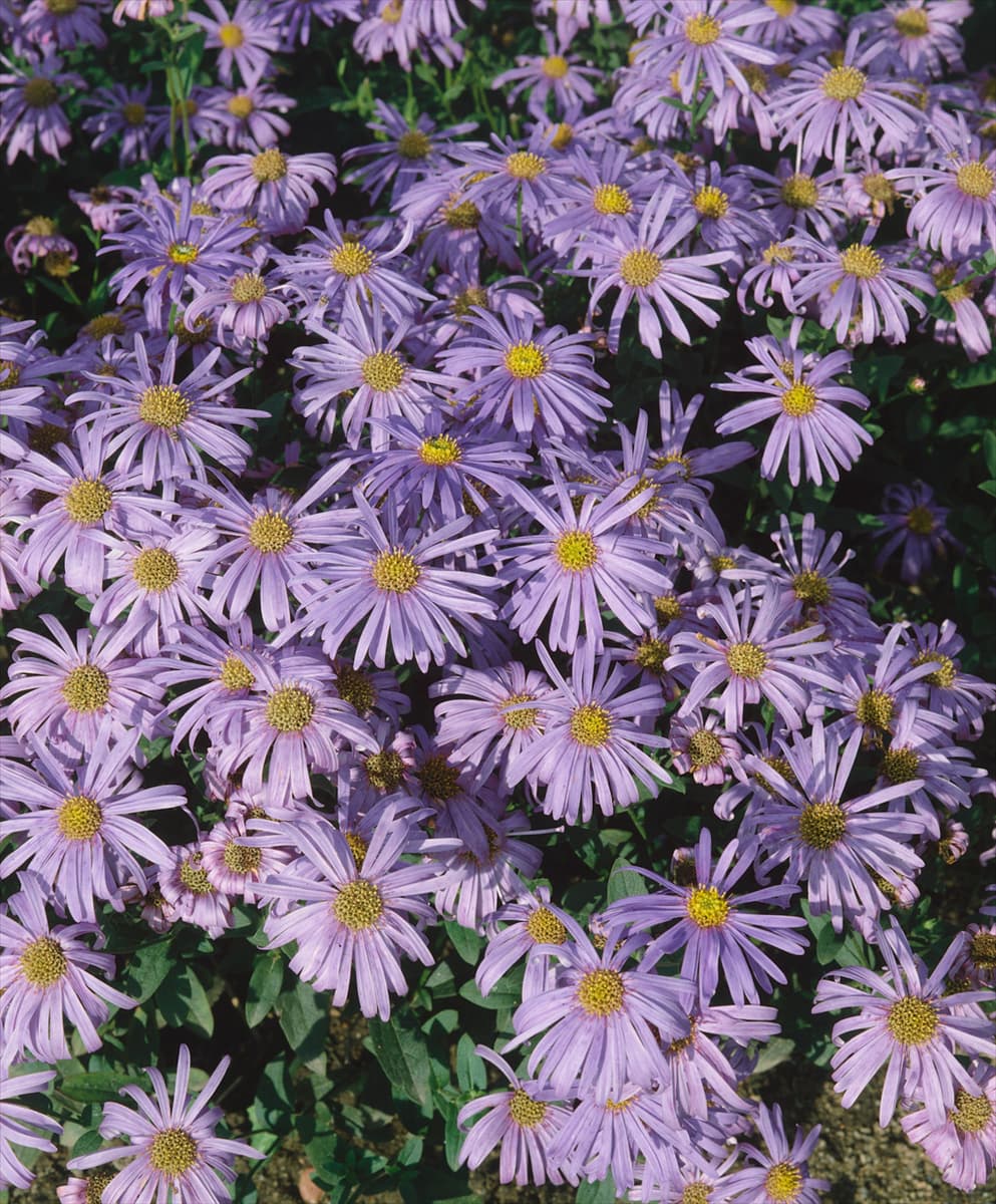 Aster amellus