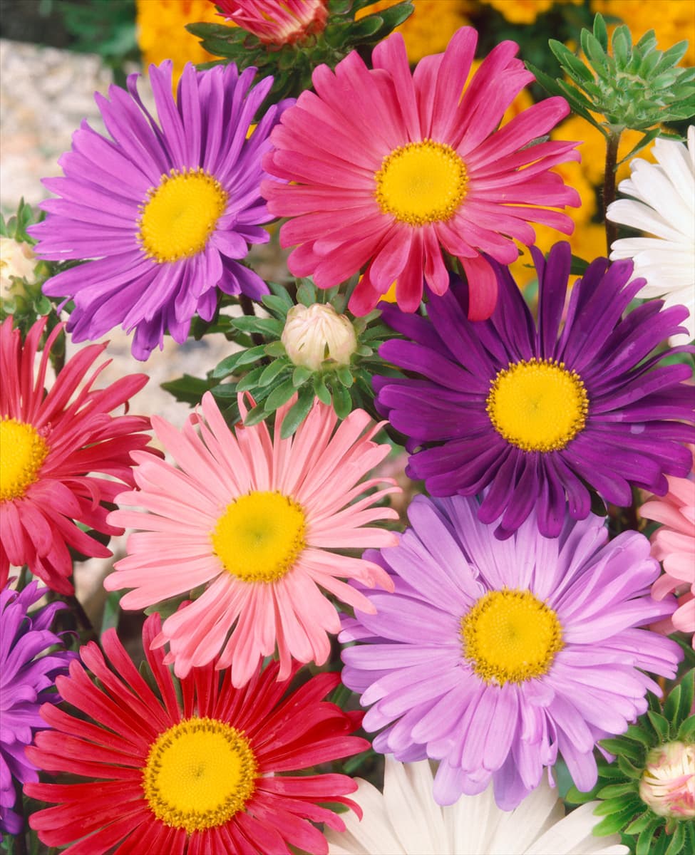Callistephus chinensis Madeleine mixed