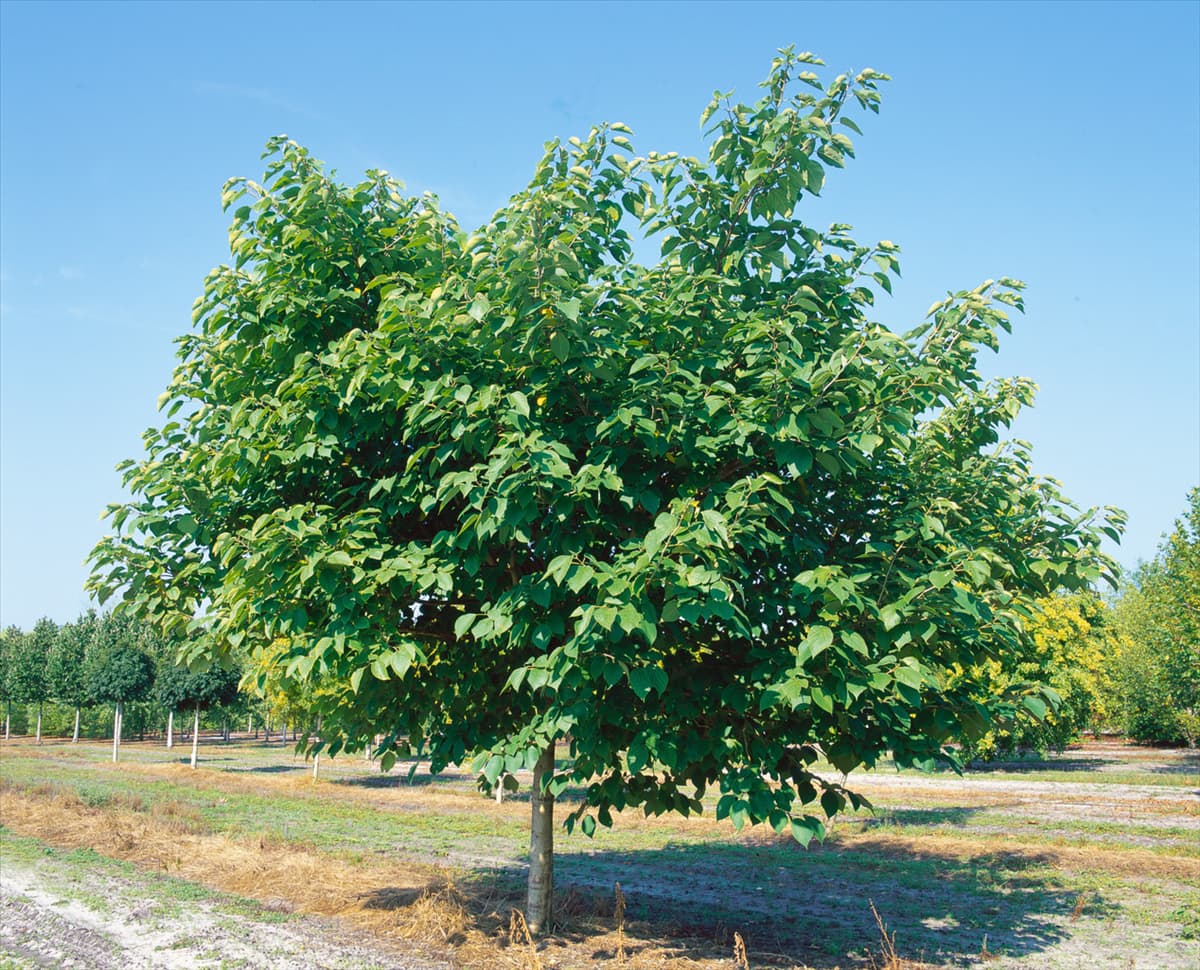 Broussonetia papyrifera