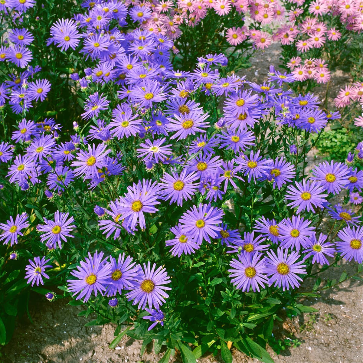 Aster amellus