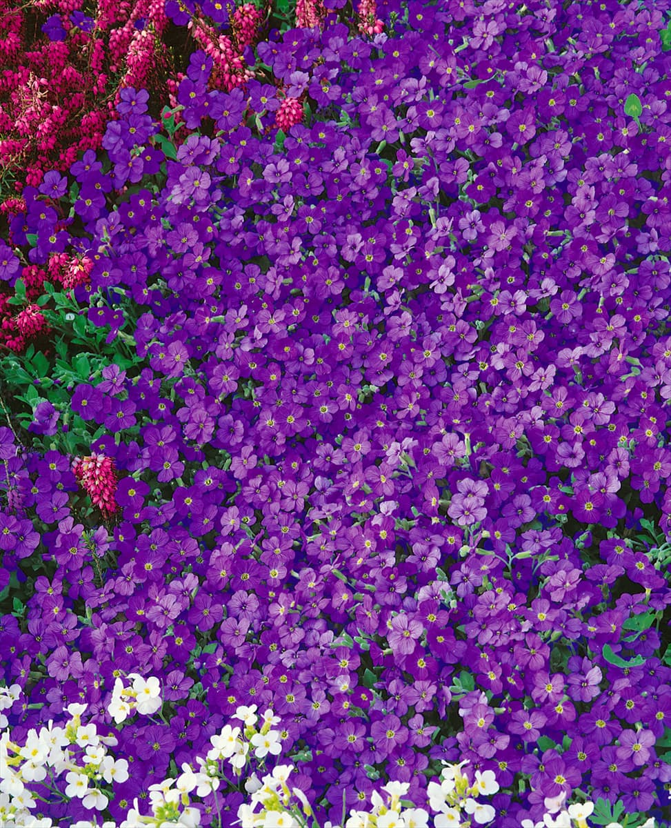 Aubrieta Hybriden violet