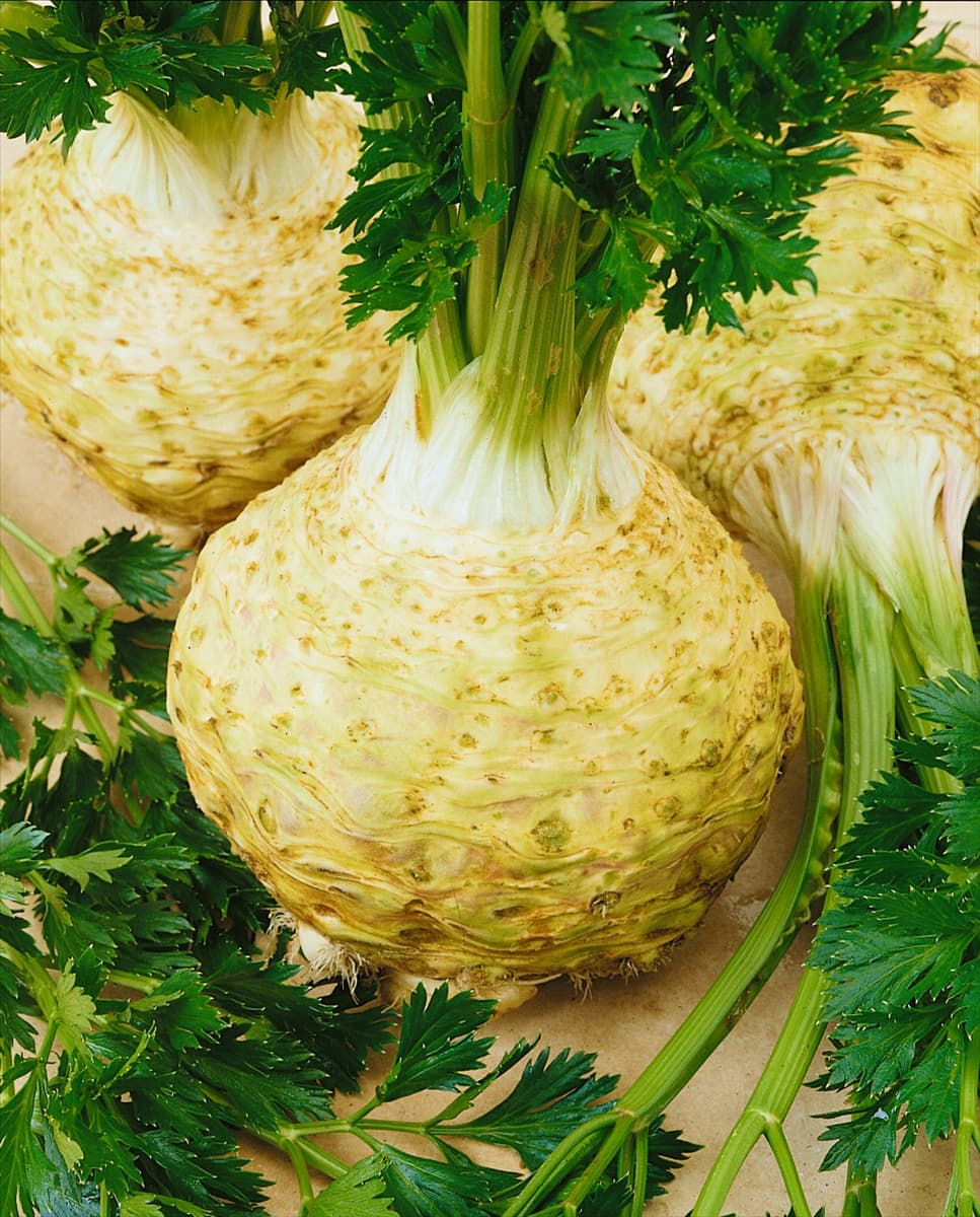 Knollensellerie/Apium graveolens Klement