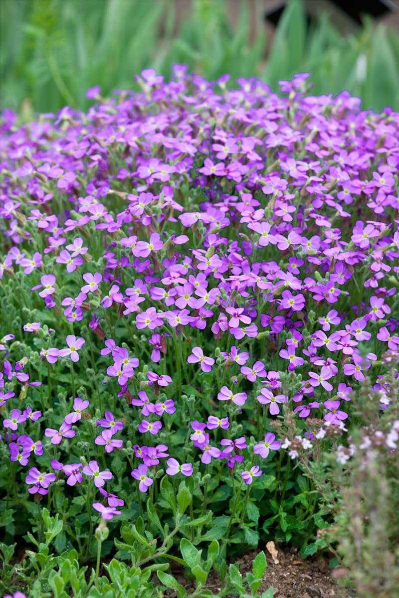 Aubrieta Dr Mules