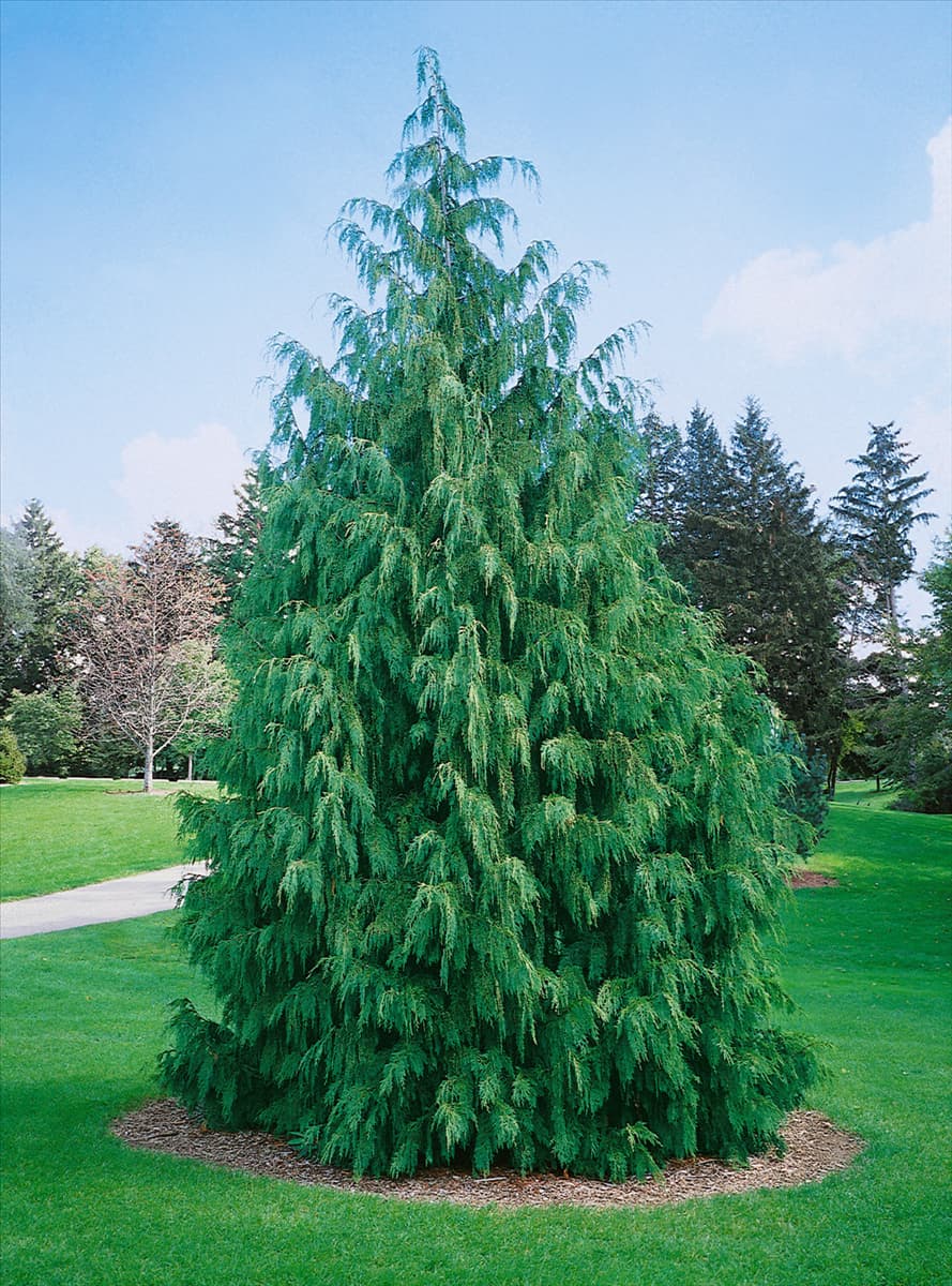 Chamaecyparis nootkatensis Pendula