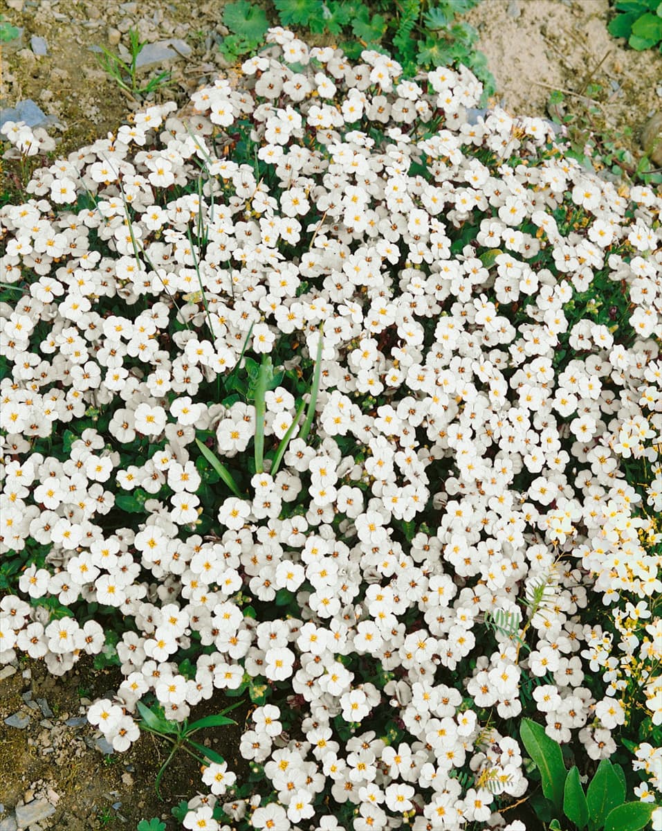 Aubrieta Hybriden white