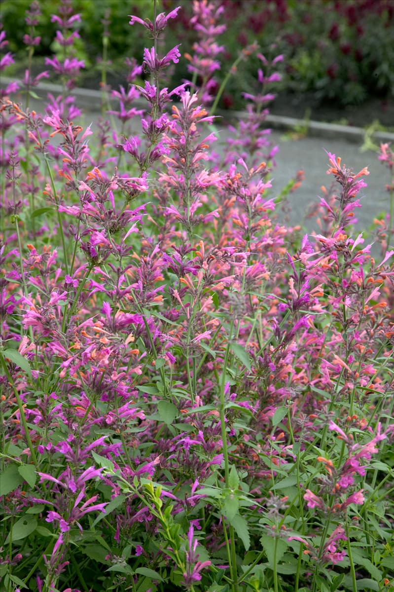 Agastache Acapulco™ Salmon & Pink