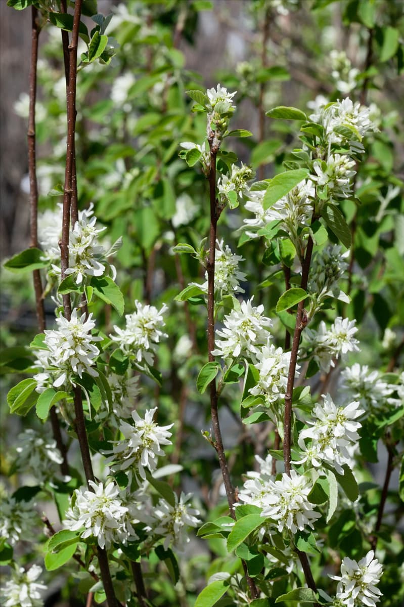 Amelanchier alnifolia Obelisk