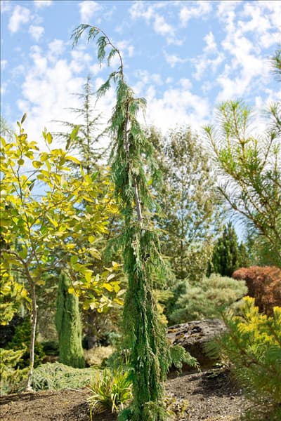 Chamaecyparis nootkatensis 'Strict Weeping'