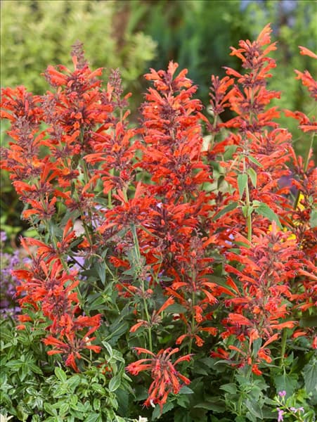 Agastache mexicana 'Nectar Orange'®