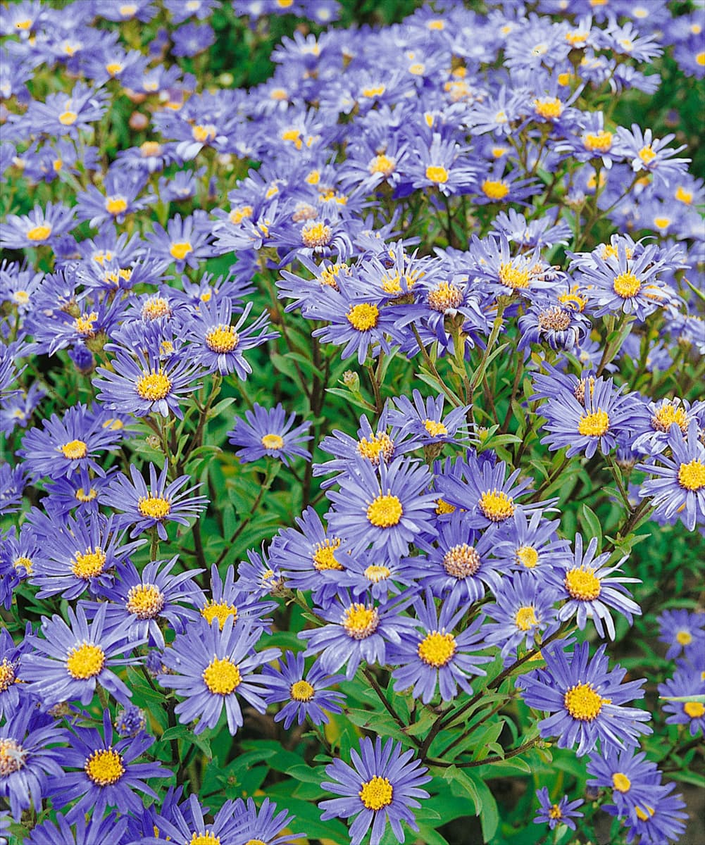 Aster amellus