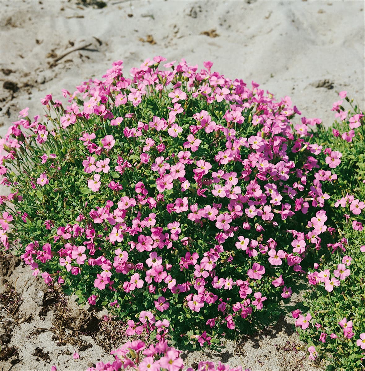 Aubrieta x cultorum Moerheim