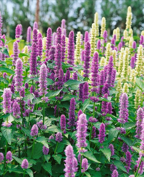 Agastache rugosa 'Apache® Fuchsia'