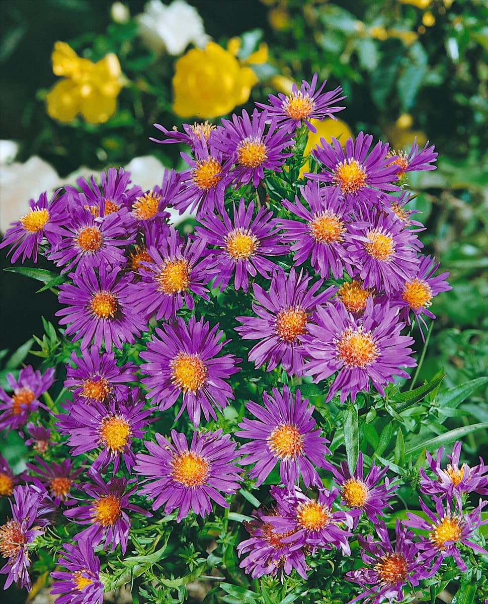 ASTER DUMOSUS AUGENWEIDE