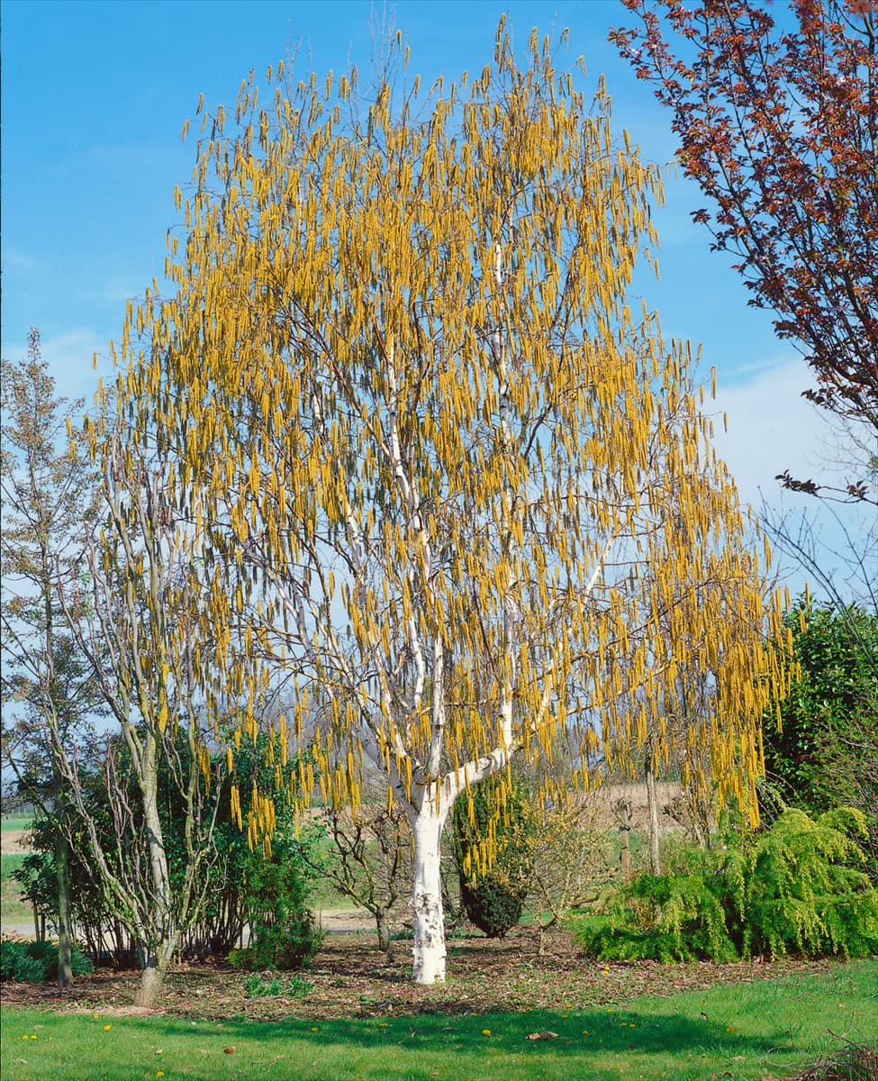 BETULA UTILIS JERMYNS