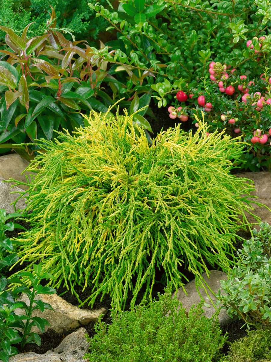 Chamaecyparis obtusa Kamarachiba
