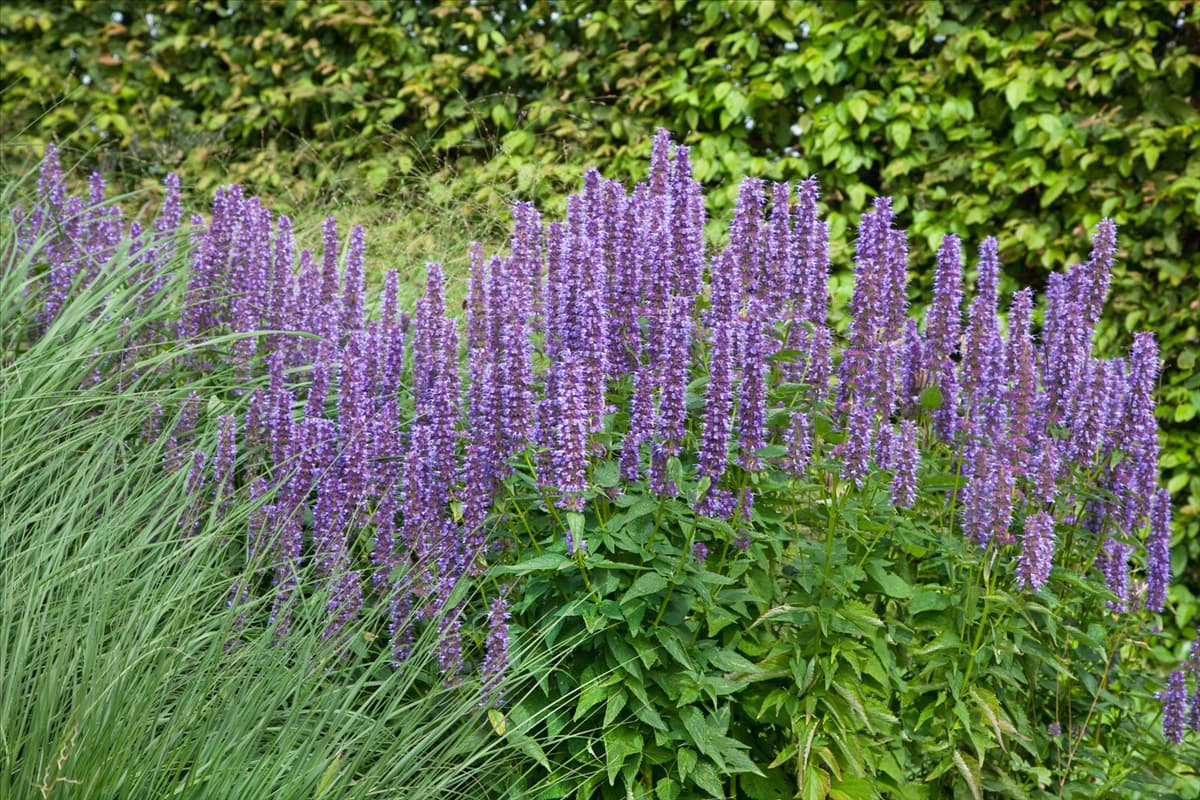 Agastache Blue Fortune