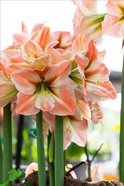 Hippeastrum 'Apricot Parfait'