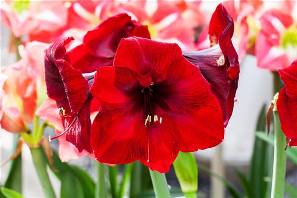 Hippeastrum 'Royal Velvet'
