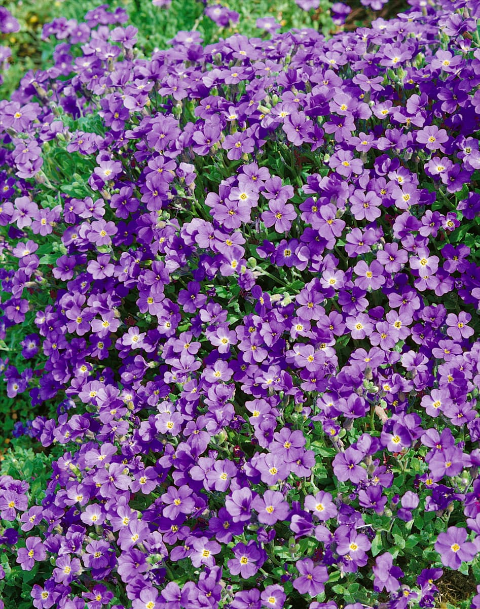 Aubrieta Blue King