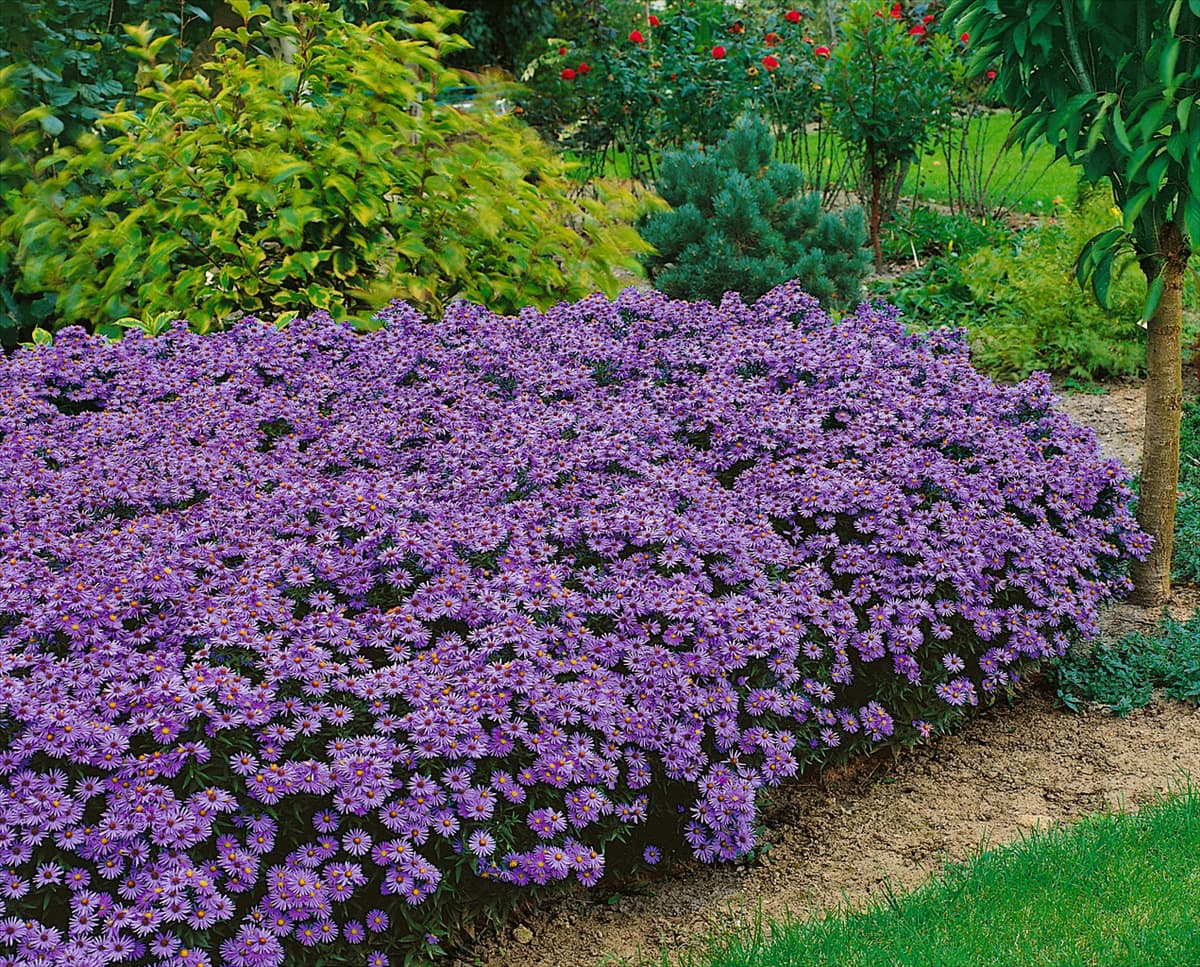 ASTER DUMOSUS / VIOLET