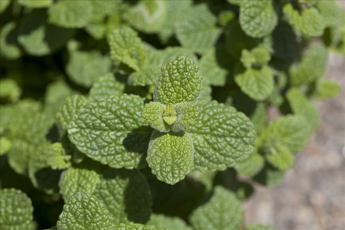 Mentha species